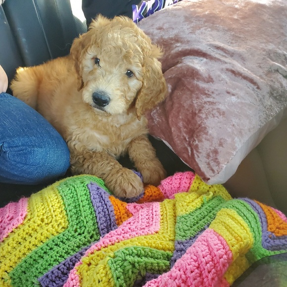 Meet your Posher, Tara - Picture 1 of 1